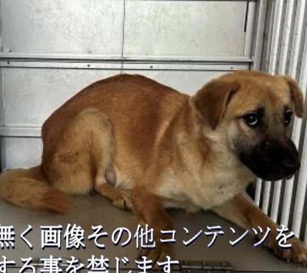 gollfe's tweet photo. この子もボッチ捕獲
 未来へ繋がりますよう
きずなの里に行けますよう
応援お願い致します🙇🏼‍♀️🙏🏻

🚨掲載期限11月25日
🆘徳島県愛護管理センター🆘
11/22 阿波市市場町香美
⚠️クレーム🆖

https://t.co/iMbmZUnT4e https://t.co/2BAIxLDGB8