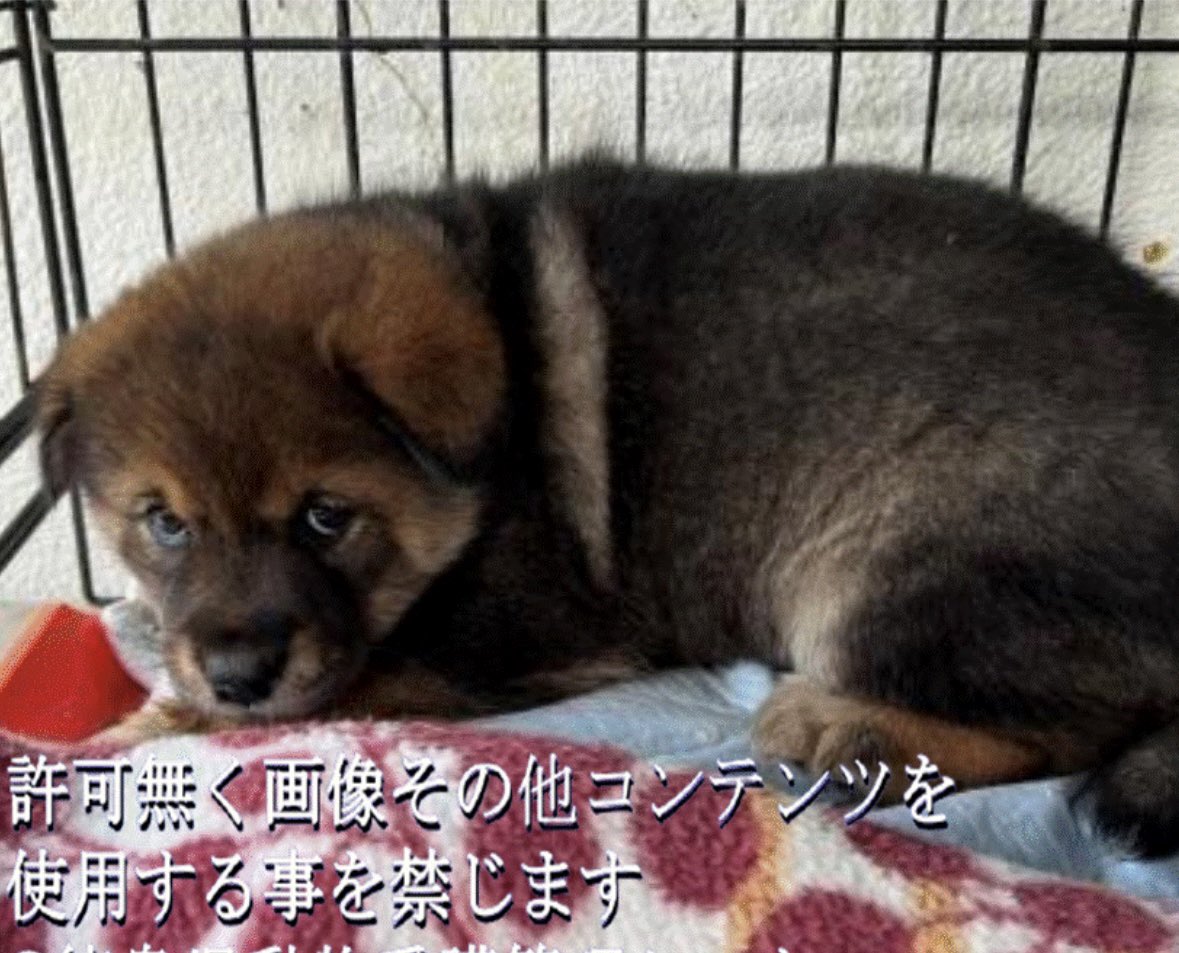 gollfe's tweet photo. 可愛いね
この上目遣いが悲しさを感じる💧
ボッチで捕獲が分からない
他の子や親犬はどうしましたか⁉️

🚨掲載期限11月25日
🆘徳島県愛護管理センター🆘
11/22 鳴門市大麻町板東字塚鼻
⚠️クレーム🆖

https://t.co/iMbmZUnT4e https://t.co/YPyF2a9VMe