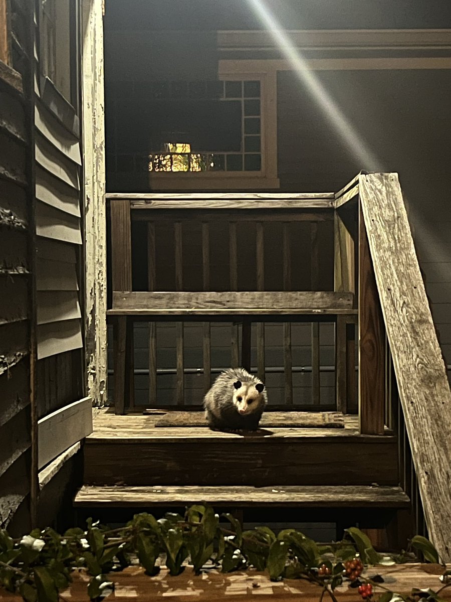 stephanie tweet media