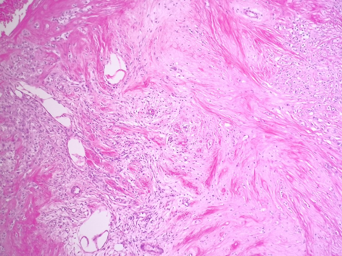 Miruna Popescu, MD tweet media