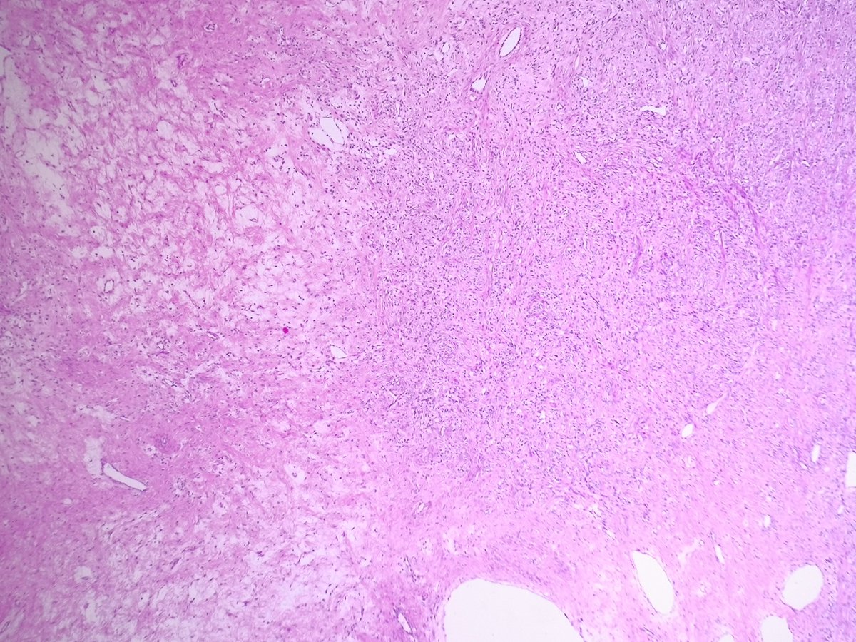 Miruna Popescu, MD tweet media