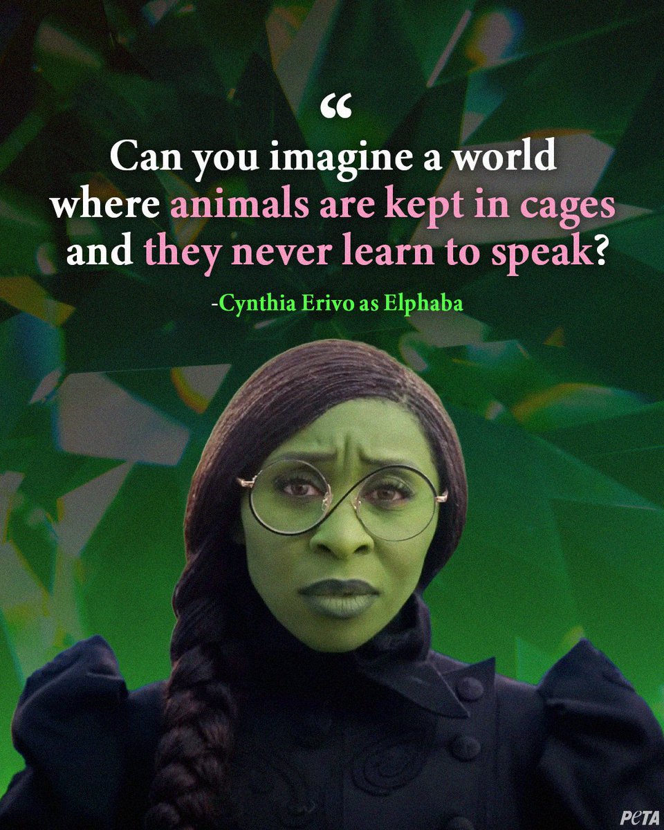 peta's tweet photo. Superstar #CynthiaErivo defies gravity AND animal exploitation in the @wickedmovie ✨
 
In Oz, animals are equals—until they’re silenced and caged—yet Elphaba fights for them, just like Cynthia does off-screen as a proud #vegan!
 
Who else is #TeamElphaba?! PETA sure is 💚🩷 https://t.co/nlUhZ1BCHs