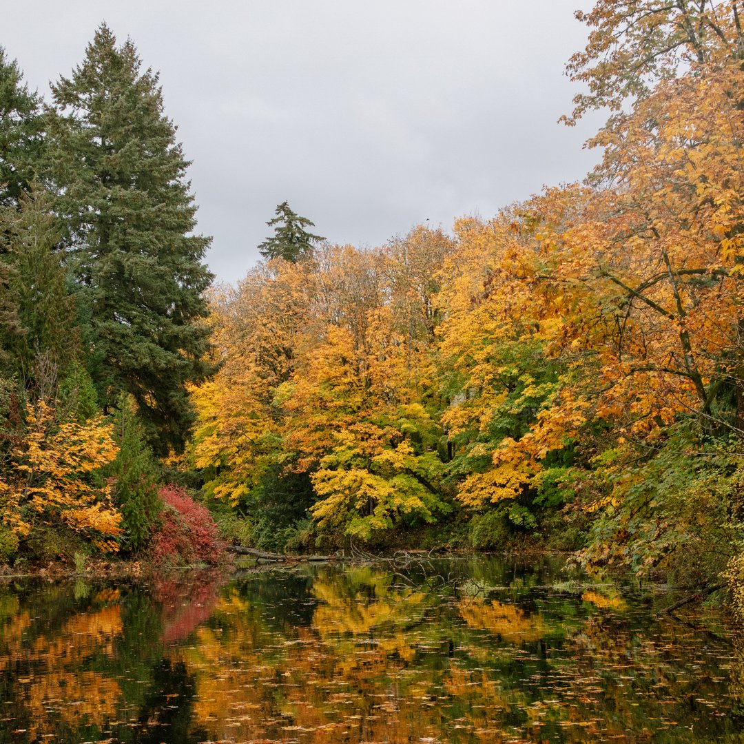Reed + 🍂 🍁 = 😍 

📸 Lauren LaBarre 

#ReedCollege #CampusBeauty #Reed #LoveReed