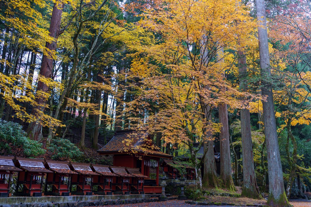 mspgothic's tweet image. 秋