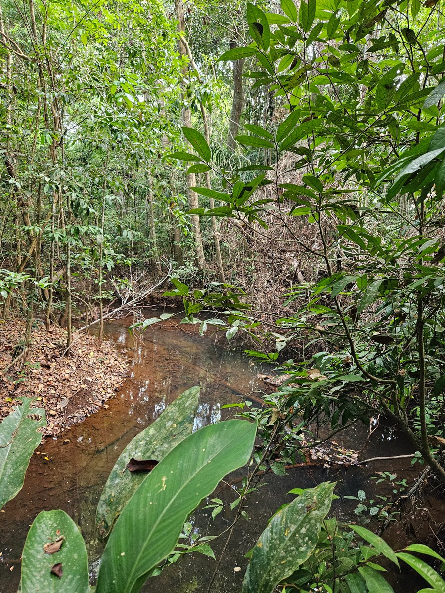 I spent 8 days with my <a href="/spununderground/">SPUN</a>  expedition in the last remnants of the Amazon forest in the state of Maranhão.  Great time and lots of soil samples to understand how the AMF community changes when we impact the forest.