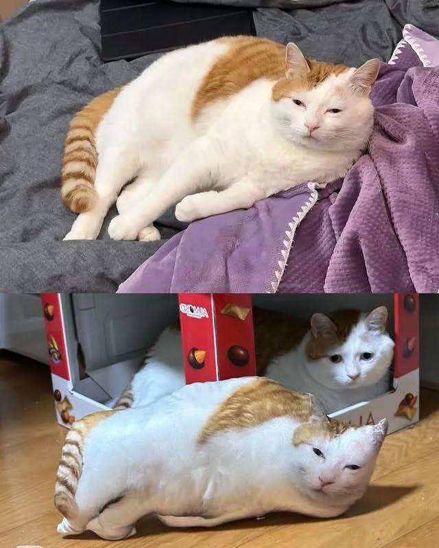 PunchingCat's tweet photo. the pain in his eyes https://t.co/A4orEjryAX