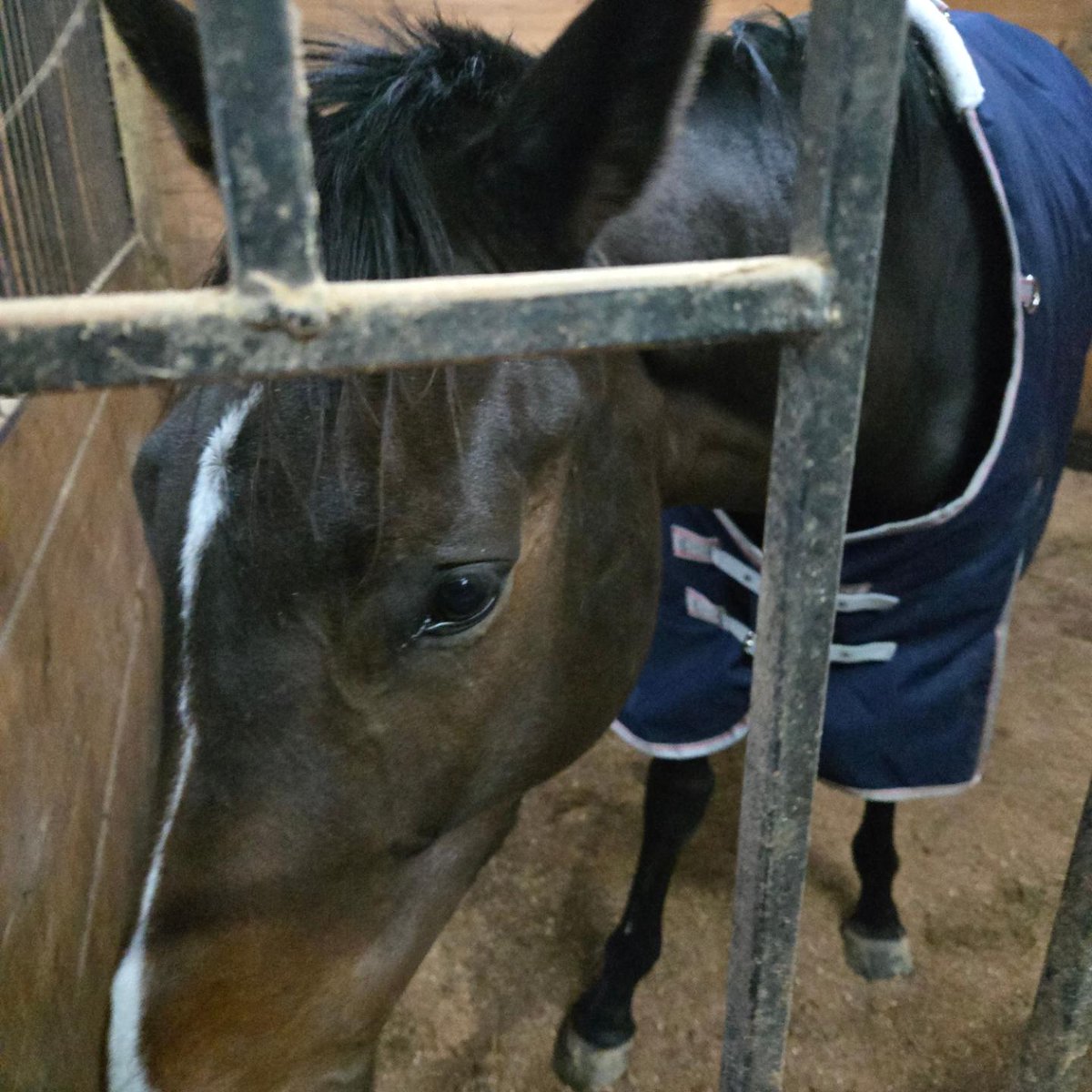 Accting_Equus's tweet photo. Probably one of the few posts I'll make here:

I'd like to welcome my new horse, Remembering Maude! She's an off track thoroughbred that's currently 3, turning 4 on January 1st (all thoroughbreds do). I look forward to training her into a show jumper and XC/3 day eventing horse! https://t.co/5qqt5uBCIh