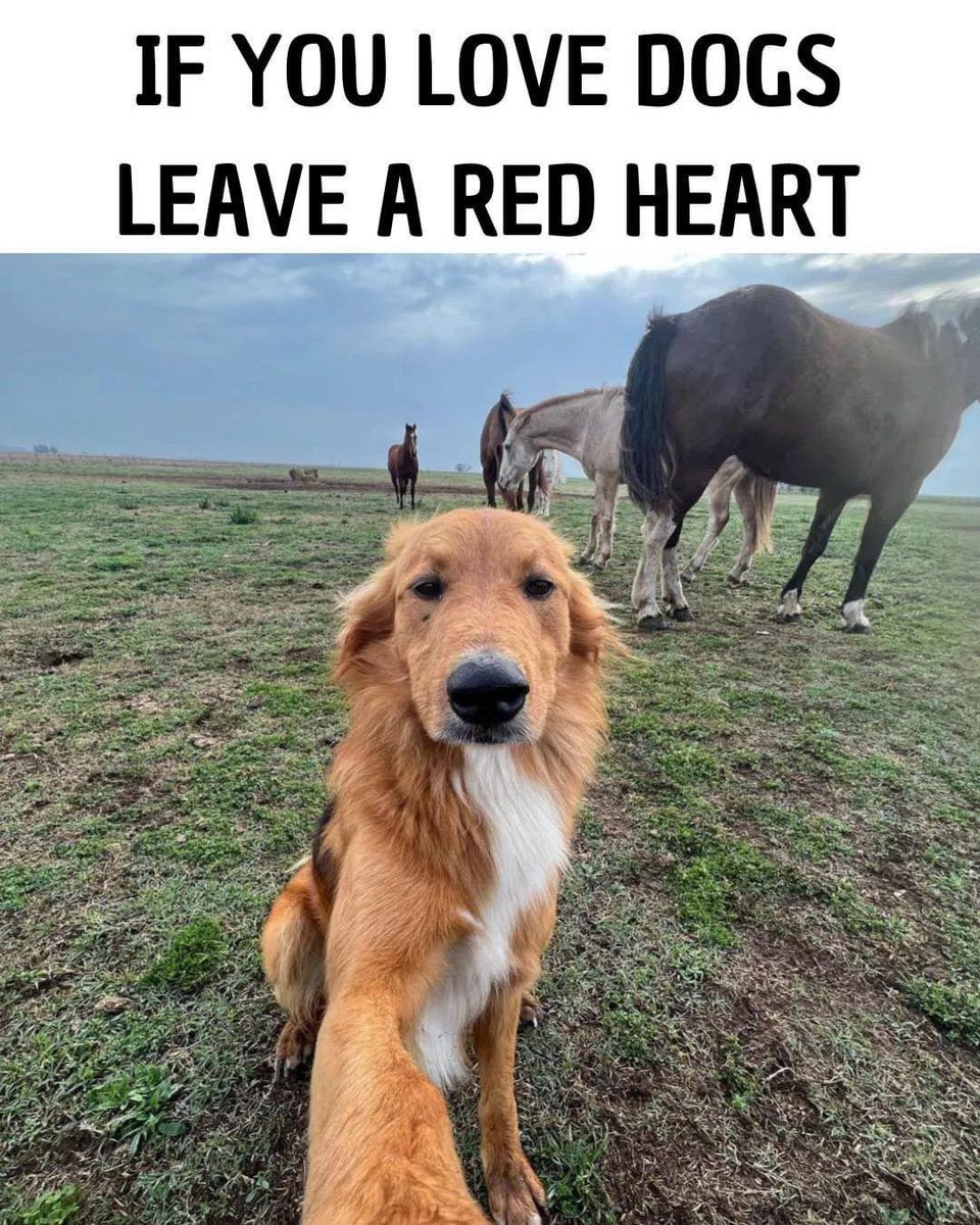 Tweets of Dogs tweet media
