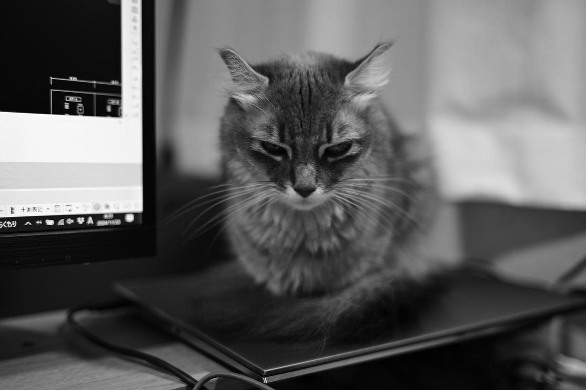 800tomtom's tweet photo. 今日は自宅で仕事

寒くなってきたからかノートPCがホットカーペット状態
“確かに暖かい”笑

#Nikon ZF
#アメリカンカール
#猫のいる暮らし
#PCで暖をとる https://t.co/J5f6AHp7IA