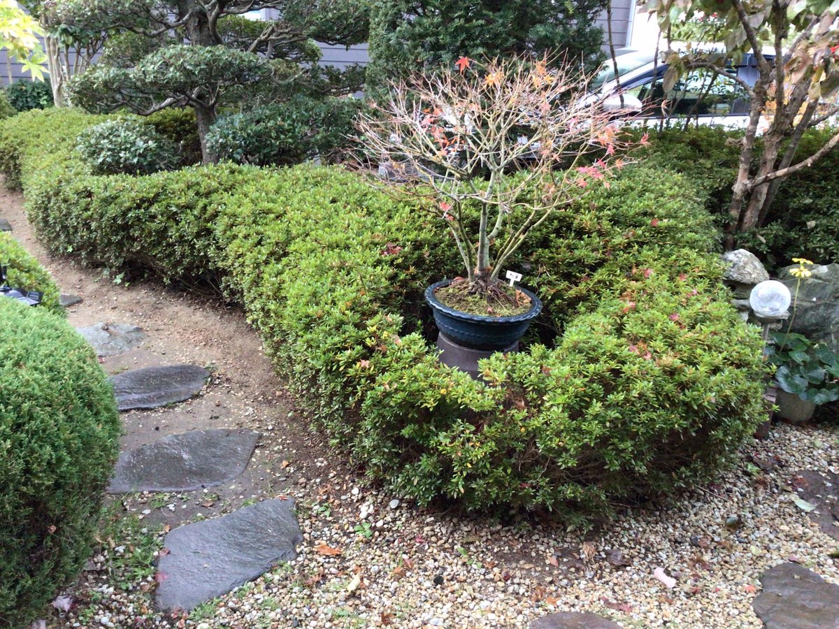 19451111's tweet photo. 20241123
おはようございます。

今朝の我が家の庭です。
紅葉🍁も終わり、落葉🍂が進んでいます。 https://t.co/A49SPhcKDp
