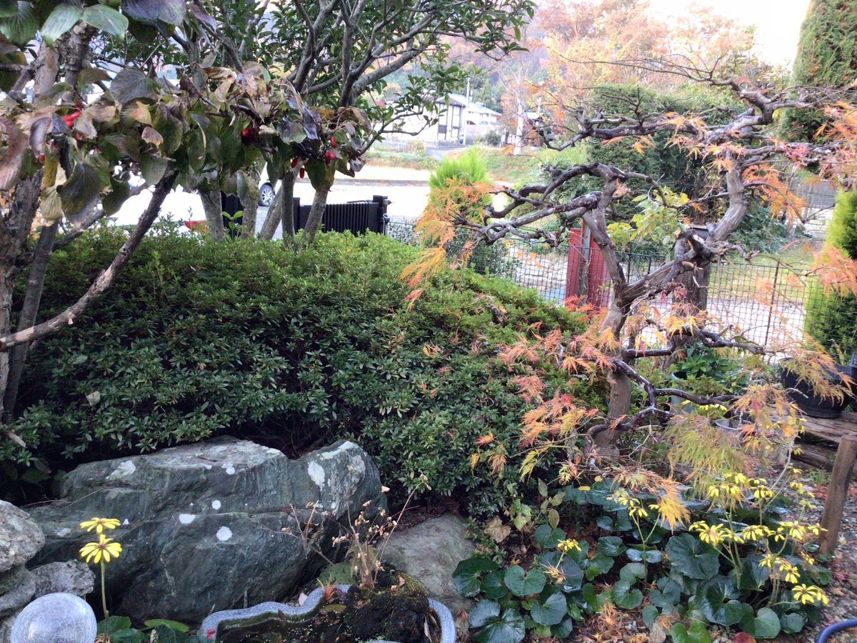 19451111's tweet photo. 20241123
おはようございます。

今朝の我が家の庭です。
紅葉🍁も終わり、落葉🍂が進んでいます。 https://t.co/A49SPhcKDp
