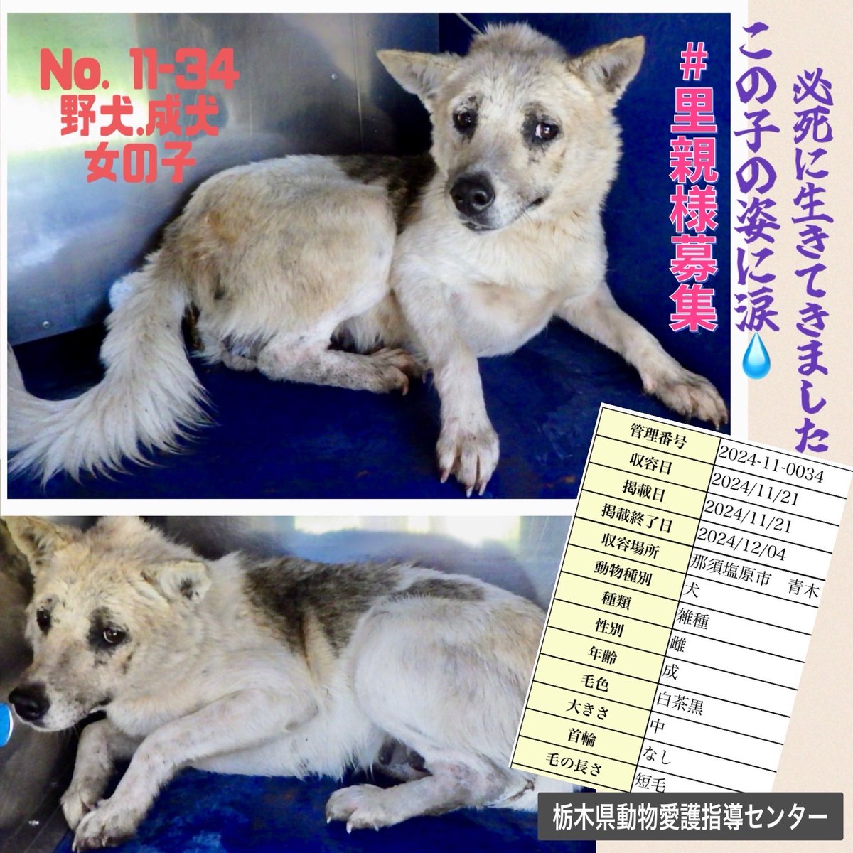 gollfe's tweet photo. この子を見て
頑張って生きて来たねと
声を掛けて上げたい😭

厳しい世界しか知らない
理解する事からお願いします
野犬にも目を向けてください🙇🏼‍♀️🙏🏻

#里親様募集 #預かり様募集

🔹No.11-34 成犬 女の子
♦️掲載期限12/4
🆘栃木県動物愛護指導センター
🈲クレーム📱厳禁 

犬の個人譲渡は下記添付 https://t.co/lLiD66WBLW