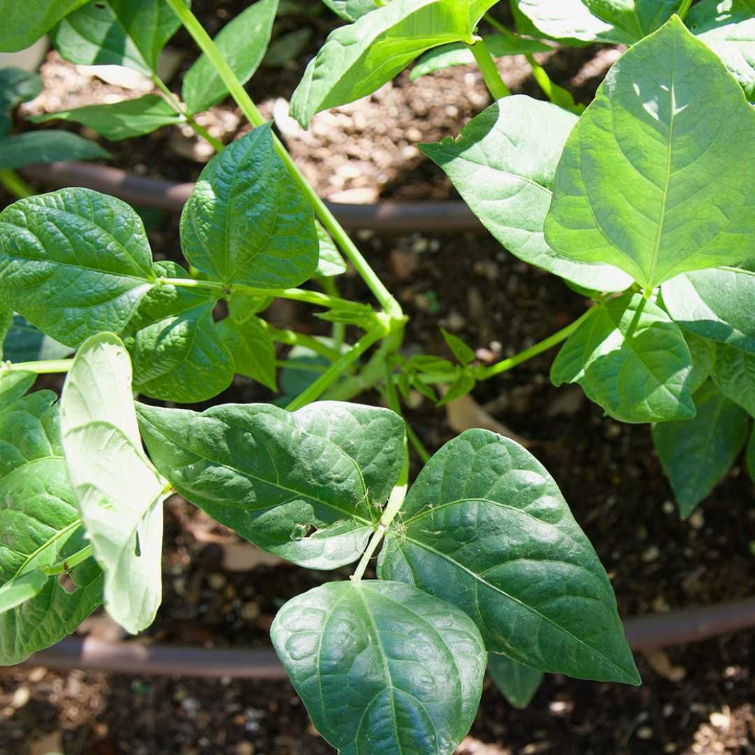 Why donate #crypto to #BigGreenDAO? 📢 Transparent ⚡️ Fast & direct impact  💵 Tax deductible 🥕 Supports grassroots food justice Your gains could  change lives. 👉 Give crypto: https://t.co/znWMDRlK7U #CryptoPhilanthropy  #Bitcoin100k