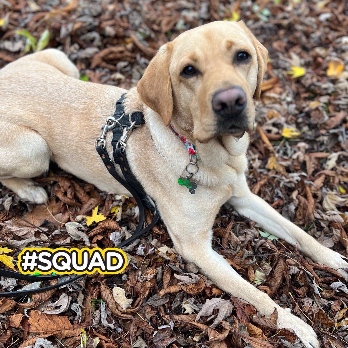 Solihull Guide Dogs tweet media