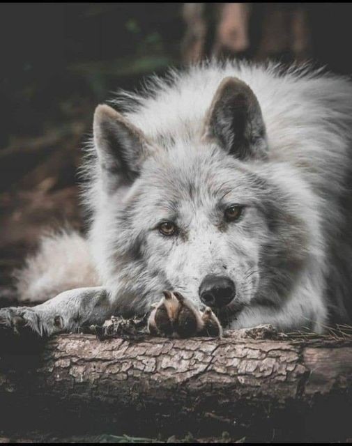 wolflope's tweet photo. https://t.co/QWR2REHRXP