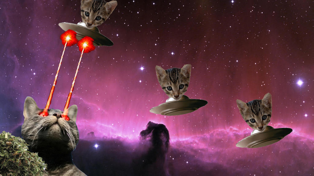pewpewcto's tweet image. I WILL BE HIGHER THAN ANY OTHER CAT ON SOLAMI