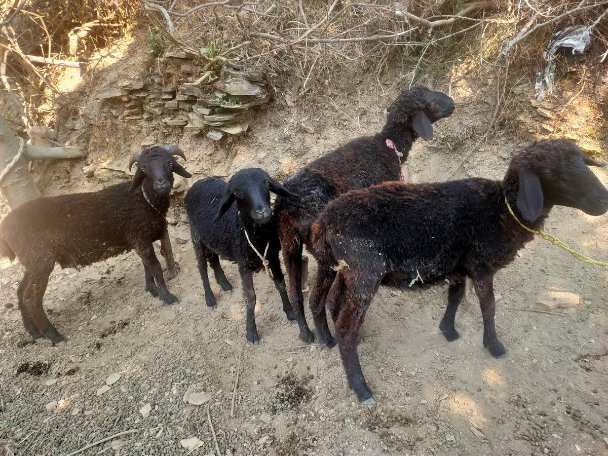 Yamkeshwar1's tweet photo. दिनांक 22.11.2024 को ब्लॉक स्टॉफ द्वारा 06अल्ट्रा पूअर गतिविधि 2023-24  का  निरीक्षण किया गया। मराल, उमड़ा, फलदकोट, डोरपाली और फूलचट्टी। https://t.co/unFl8NYdxa