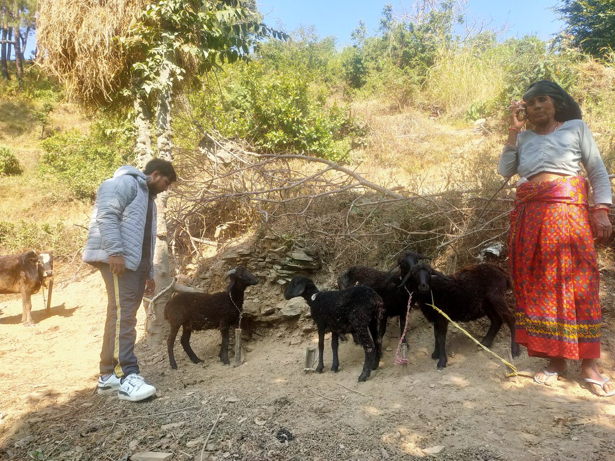 Yamkeshwar1's tweet photo. दिनांक 22.11.2024 को ब्लॉक स्टॉफ द्वारा 06अल्ट्रा पूअर गतिविधि 2023-24  का  निरीक्षण किया गया। मराल, उमड़ा, फलदकोट, डोरपाली और फूलचट्टी। https://t.co/unFl8NYdxa