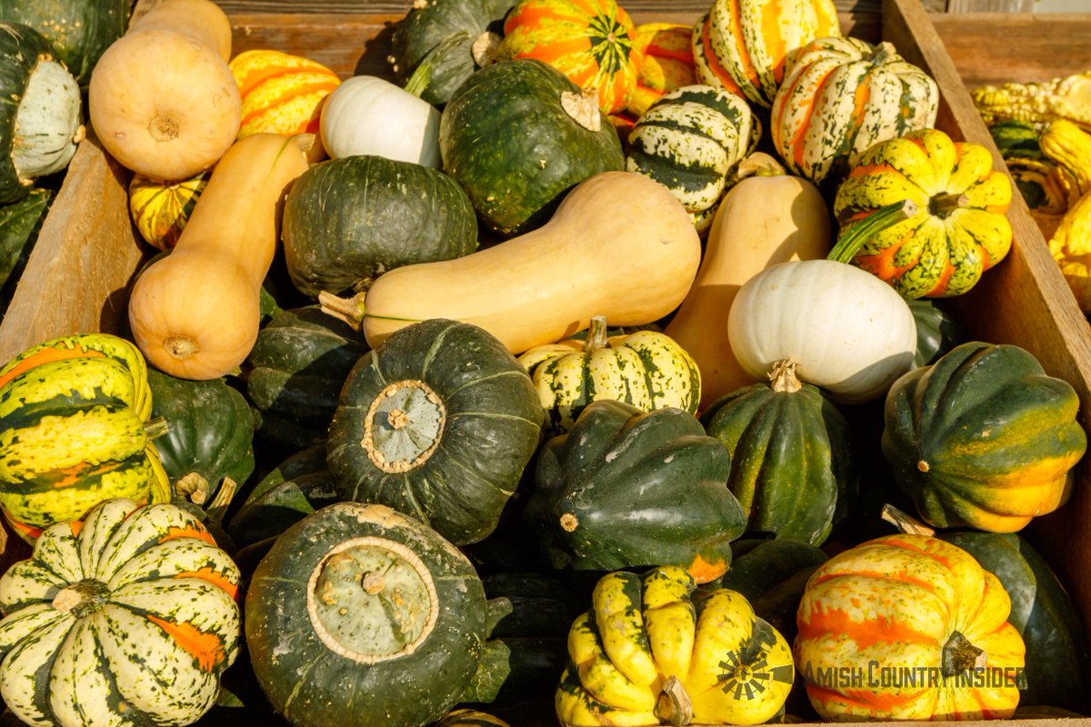 #amishcountryinsider #amishcountry #amish #produce #squash