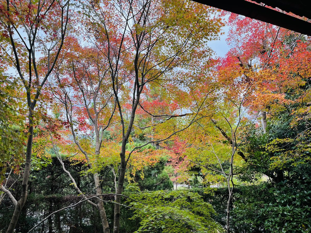 LoveYellowKage's tweet photo. こちらは、いい感じで見頃
#紅葉
#光悦寺 https://t.co/f6ClxeYTKT