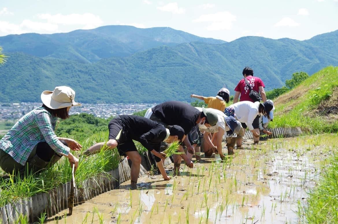 iecollage's tweet image. 田植えをはじめとする農作業に対して都市に住む仲間の関心が高まってる。さまざまな配慮は絶対に必要だけど、根本的に幸福度が高い、すばらしい観光資源にもなるよね。
#新嘗祭 #CROSS東京文創 #東京文創アカデミア