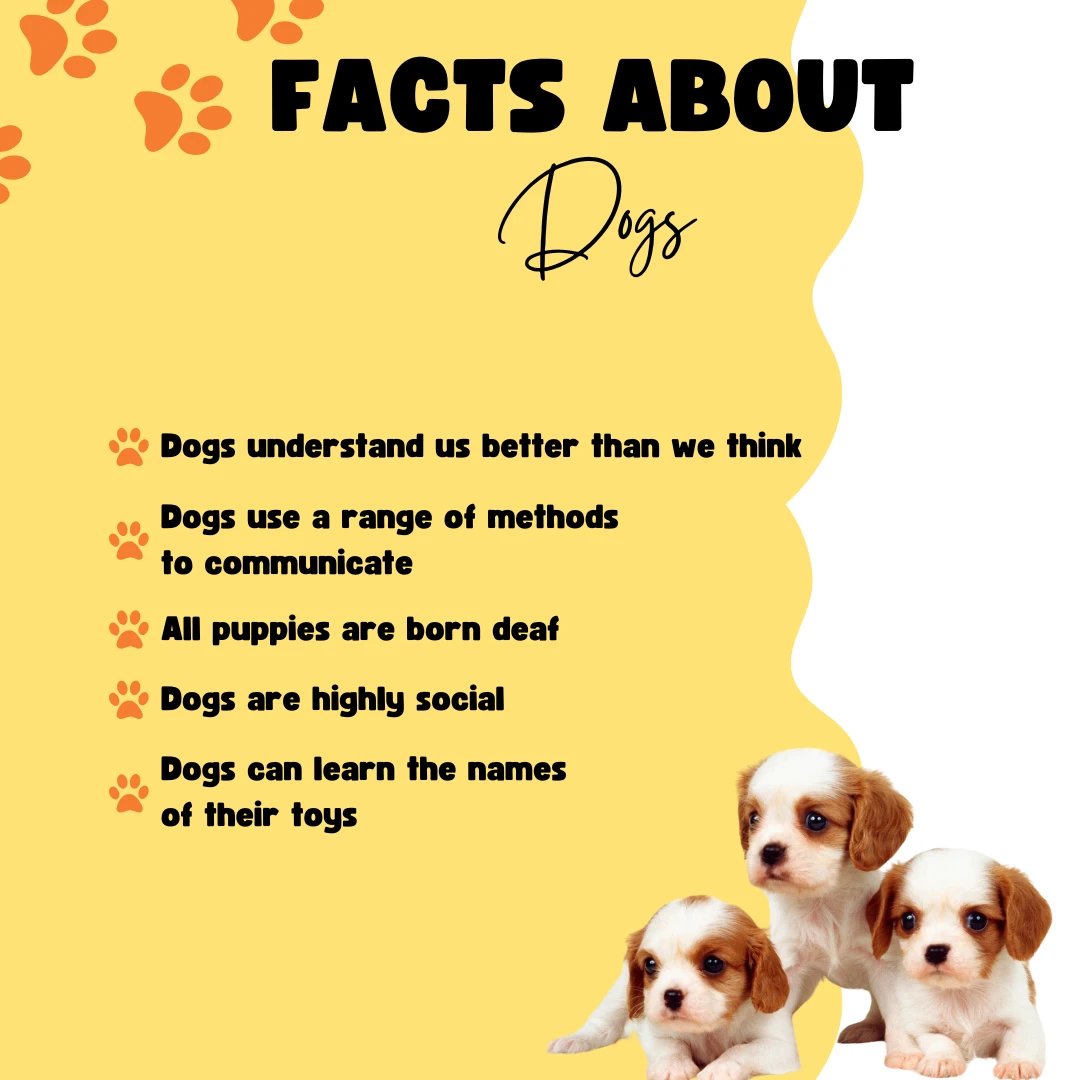 Interesting facts to share with your dog-loving friends.

#boisepetsitters #boisepetsitting #petsitting #pets #dogs #dogwalking #cats #boisedogs #boisecats #catsitting #boiseidaho