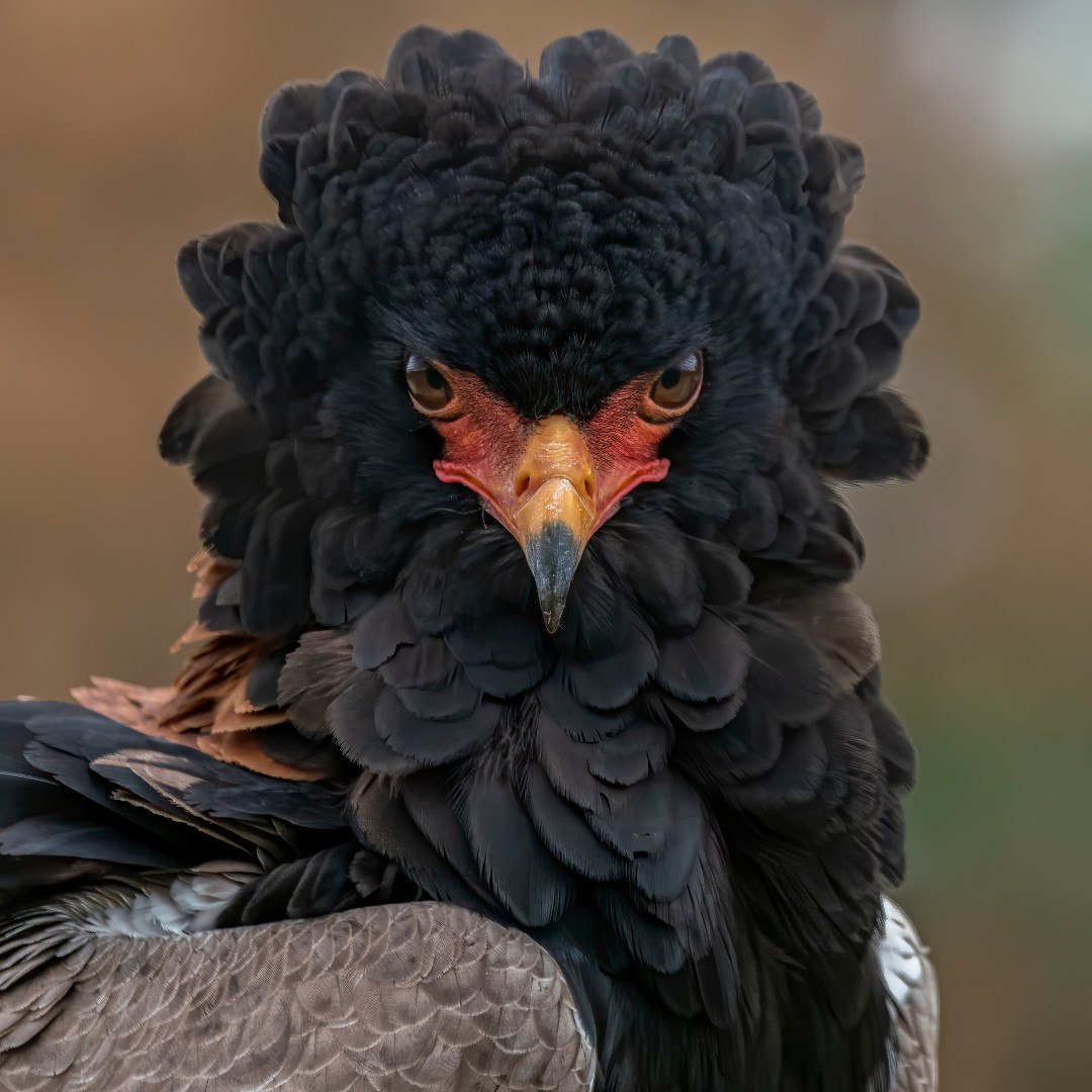 Axaxia88's tweet photo. 🦜Bateleur (Terathopius ecaudatus) , the national bird of Zimbabwe by Albert Beukhof. 

#birds #birdwatching #photograghy #BirdsOfTwitter #TwitterNatureCommunity https://t.co/HbQH4FtWj9
