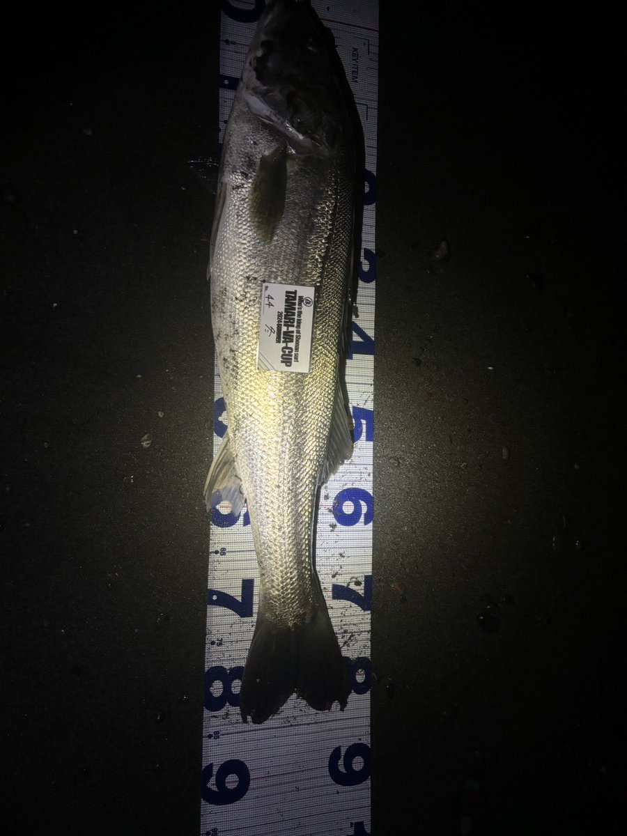 tamari_va's tweet photo. タマリバカップ　シーバス部門1位更新❗️
84.5cm

#タマリバカップ
#シーバス https://t.co/iAdPAyO8xn