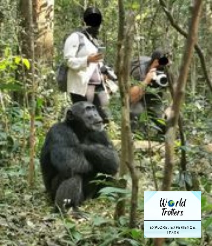 WorldTrotters7's tweet photo. Uganda offers one of the most rewarding Chimpanzee tracking experiences in the world🇺🇬🇺🇬🇺🇬Kibale National Park is the best Chimpanzee tracking destination in Africa; with 13 different species of primates, including the famous chimpanzees living within its large land cover.🇺🇬🇺🇬 🇺🇬 https://t.co/Wim66zj9Ws