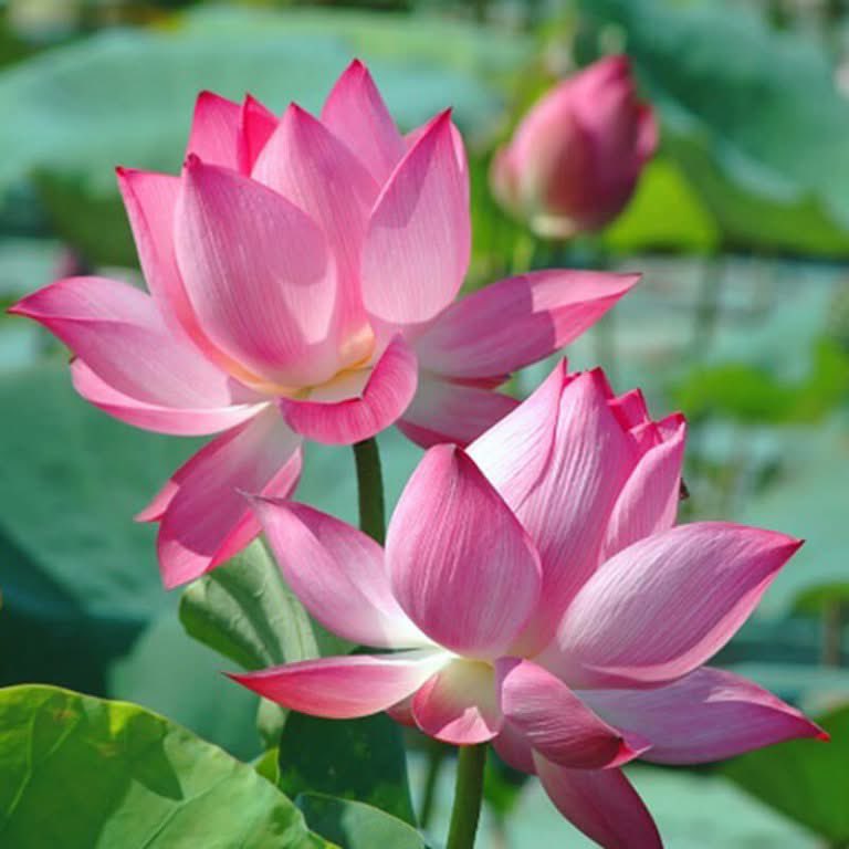 Good afternoon 🌼🌼❤️

In the pond, nothing is more beautiful than the lotus
Green leaves, white flowers, and yellow pistils