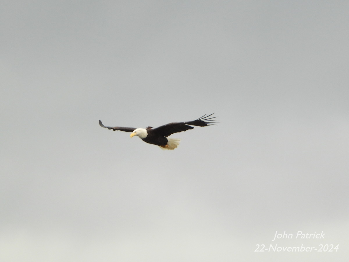 Spotted a Bald Eagle with a tracking device on its back this afternoon.
Taken from my balcony at UBC, Vancouver.

#bird @WildAboutVan #baldeagle #birdwatching #birdsofvancouver #BirdsOfTwitter #birdphotography #UBC #vancouver