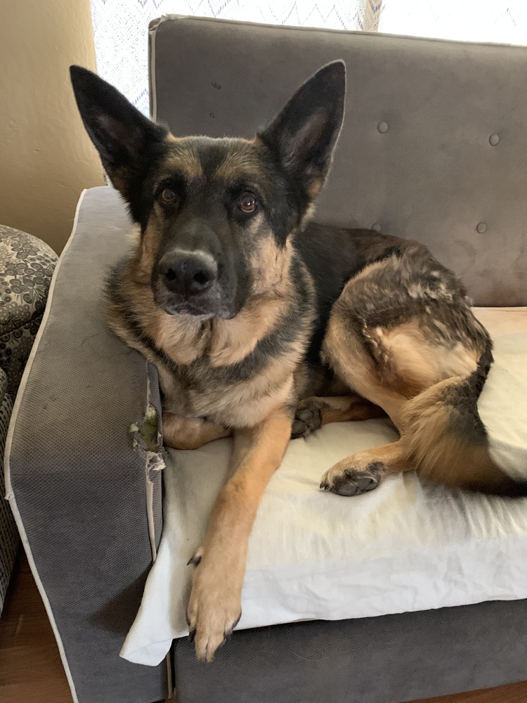 Ramsey is a 5.5 yr old big handsome boy who is friendly, sweet and enjoys car rides &amp; toys. He does well on leash, and loves cuddles &amp; pets. Looking for an awesome pup?
wagtopia.com/search/pet?id=…
#AdoptDontShop #GSD #RescueDogs