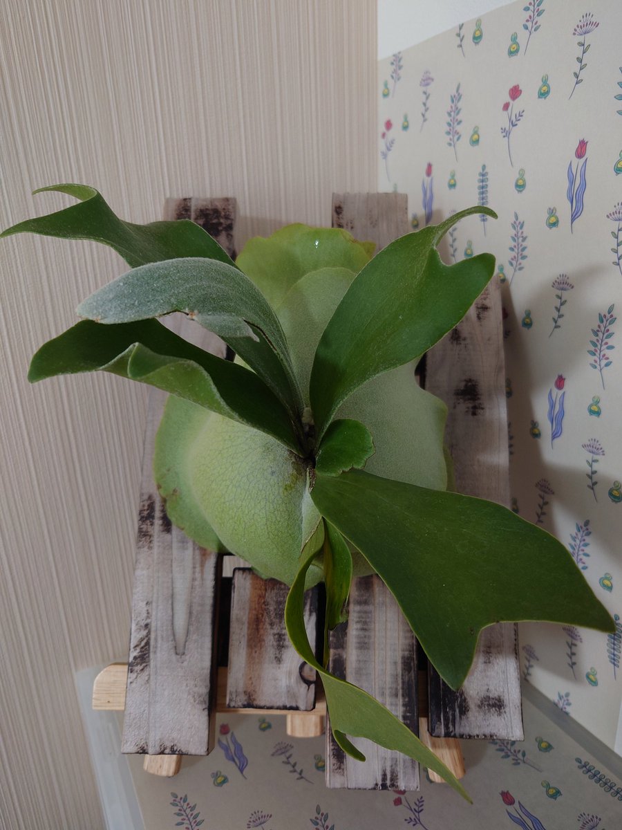 bh_cccc's tweet photo. 今日の草。小さい胞子葉が出てきていた。寒いから枯れないように、寒さに当てすぎないようにしよう。
 #ビカクシダ https://t.co/vfQqCsMYb9