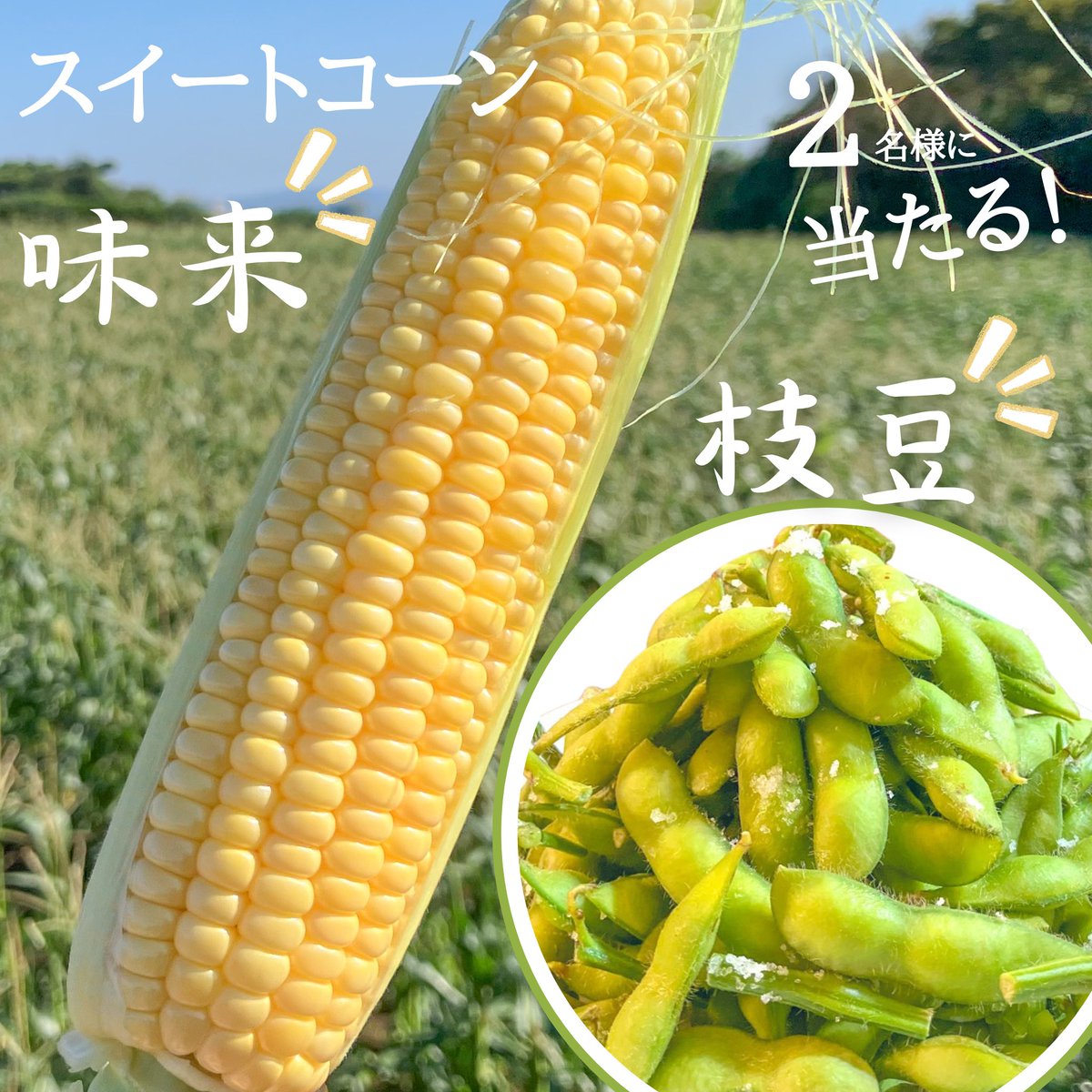 iwasakifarm's tweet photo. とうもろこし＆枝豆プレゼント企画🎁

すっかり寒くなりましたが、寒さで凍るまいと甘くなってますので、とうもろこし味来5本＆はねっ娘枝豆3袋セットを2名様にプレゼント致します

応募方法　フォロー＆この投稿をリポスト
応募期間　11/26（火）24:00まで https://t.co/I2kNZCZtQL