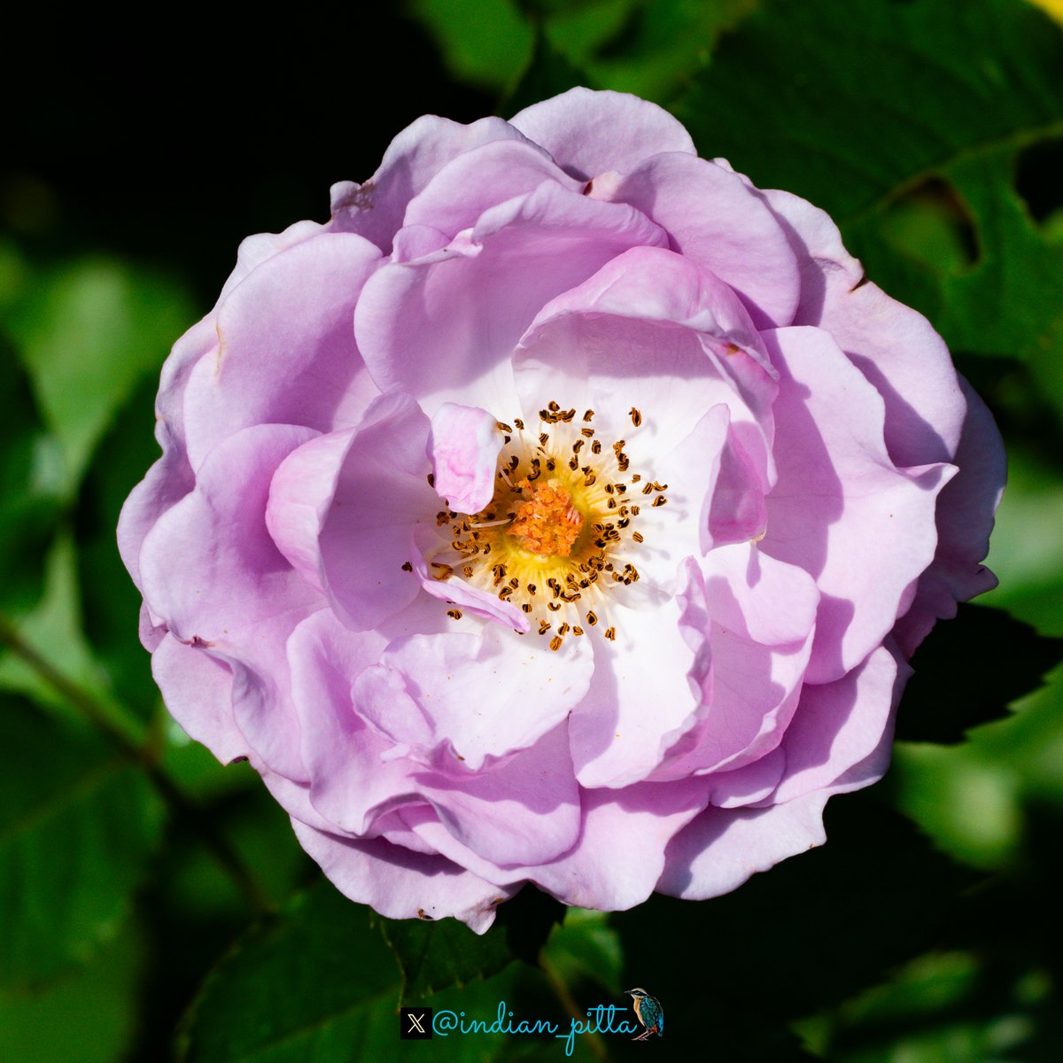 Show us a flower from your gallery!!