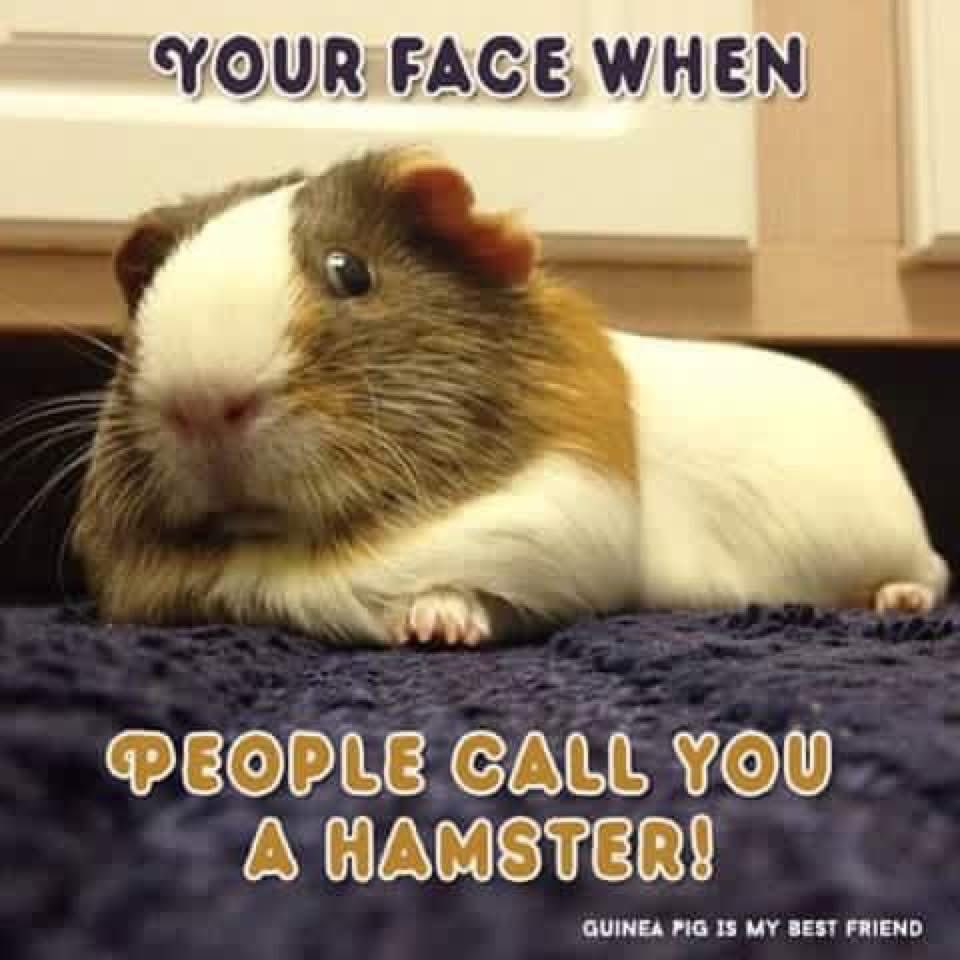 Guineapigs007's tweet photo. https://t.co/jAOB8pXvFU