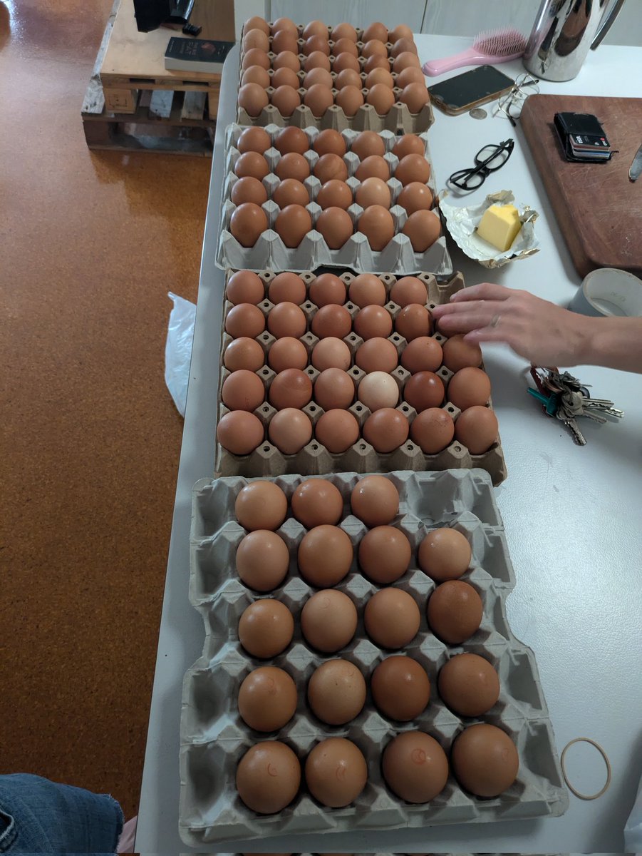 Trumby_Hodl (@trumby_ray) on Twitter photo Cholesterol me up baby!
Its a sign, 100 eggs for 100k
Today will be the day!
LFG! 🥳
<a href="/SBakerMD/">Dr Shawn Baker 🥩</a> Cholesterol me up baby!
Its a sign, 100 eggs for 100k
Today will be the day!
LFG! 🥳
<a href="/SBakerMD/">Dr Shawn Baker 🥩</a>