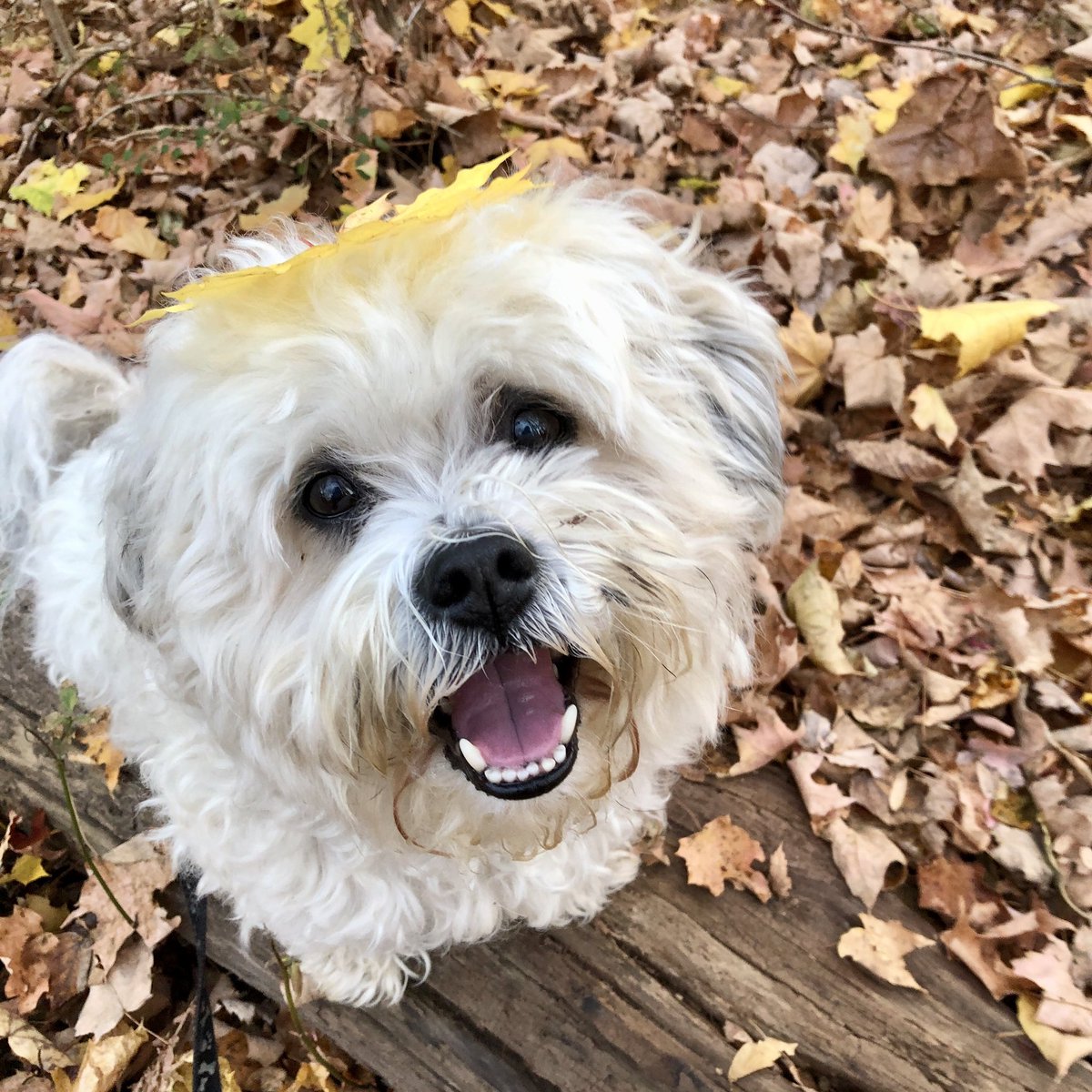 VernaODonnell's tweet photo. @JoJoFromJerz Gus Gus here in his autumnal splendor https://t.co/c9CBzGxNrQ