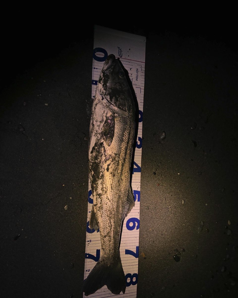 shinta224's tweet photo. 明るくなる前からサーフin🎣
シンペンをゆっくり漂わせるように巻いてると強いあたりと強烈なひき！慎重に寄せて上がってきたらでかっ！サイズ測るとランカー！初のランカー‼︎
最高の釣行でした！

#湘南サーフ
#湘南シーバス
#ランカーシーバス
#Zeake
#SMSR89
#タマリバカップ冬の陣 https://t.co/u45ZsRwKGq