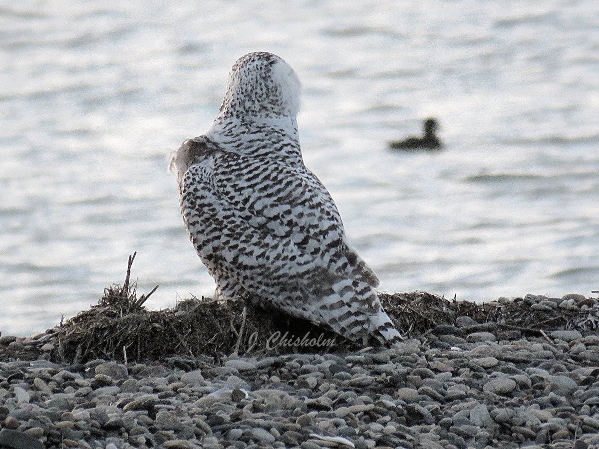 MA Sharks 🦈 tweet media