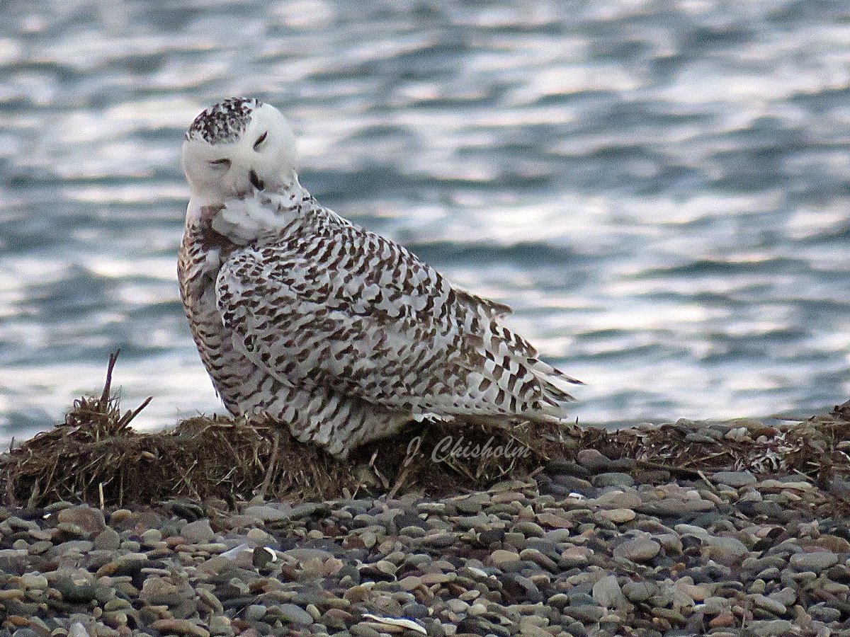 MA Sharks 🦈 tweet media