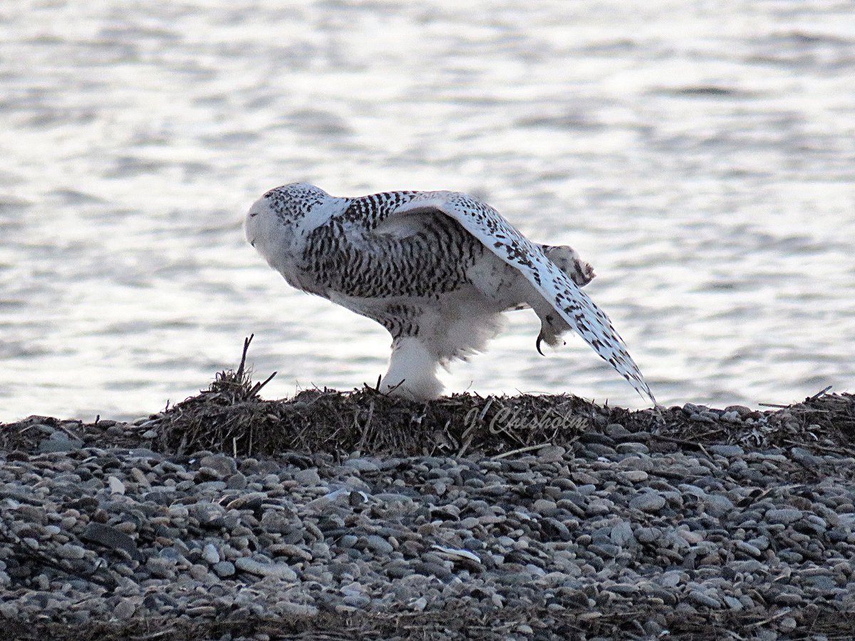 MA Sharks 🦈 tweet media