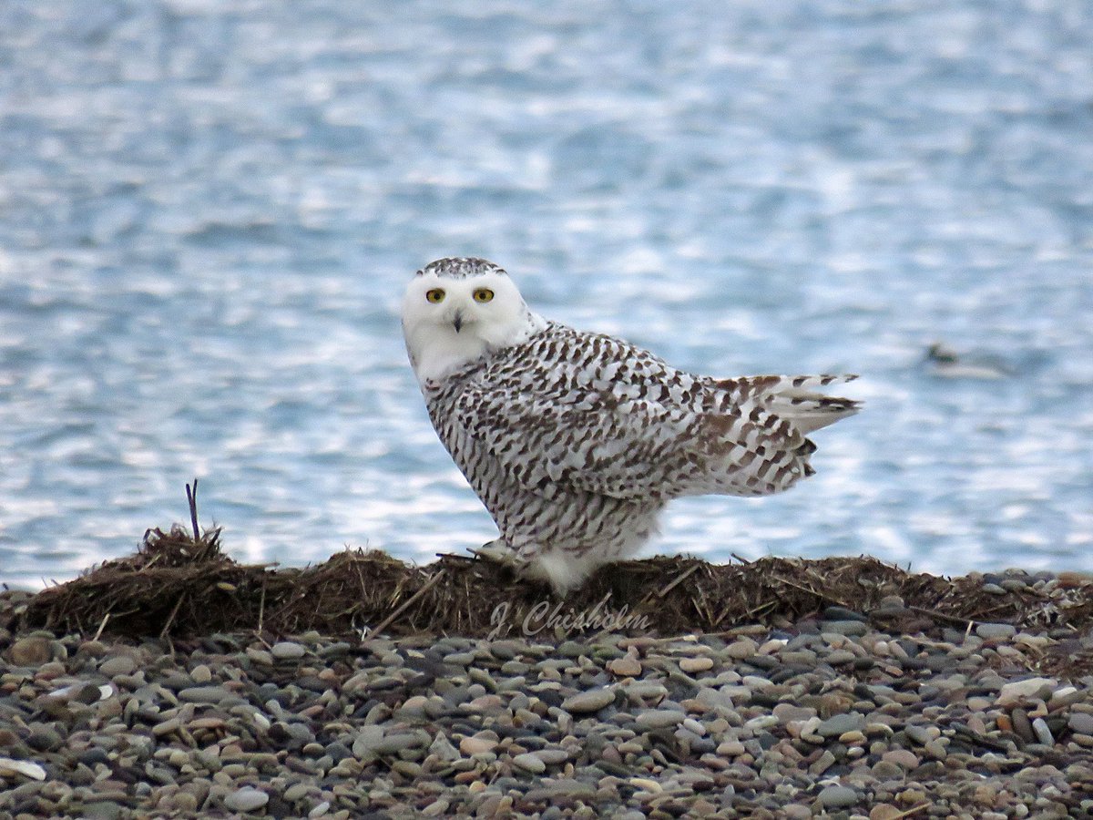 MA Sharks 🦈 tweet media