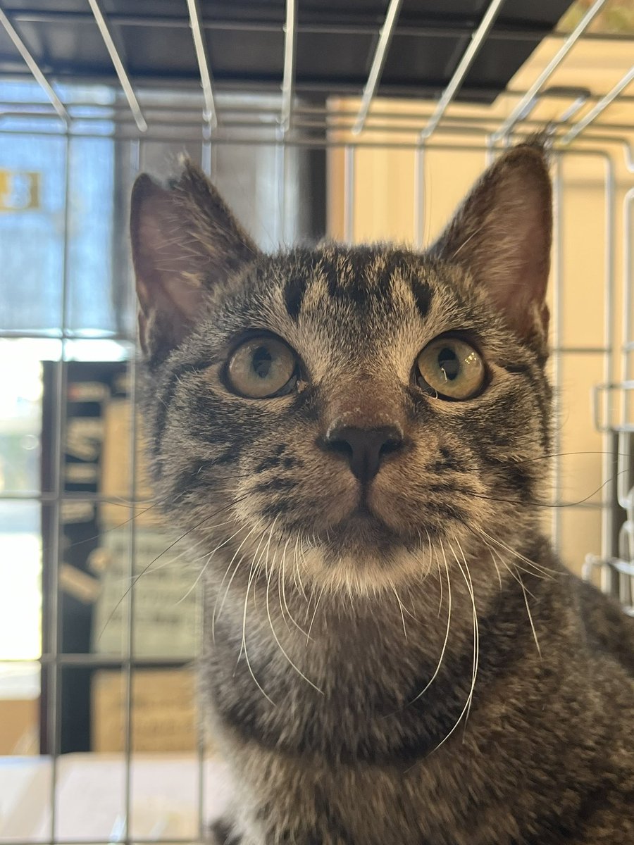 juso_sakuraneko's tweet photo. 拡散希望

兵庫県芦屋市
猫の譲渡会のお知らせ
11月24日（日）13時〜15時
芦屋市大原町4-13

猫の家族を探している方
是非お立ち寄りください✨

私も手塩にかけた保護猫と参加します✨

大変厚かましいお願いでごさいますが、多くの方のお目にとまりますよう拡散のお力添えをお願いいたします🙏 https://t.co/5W9VlQeOc9