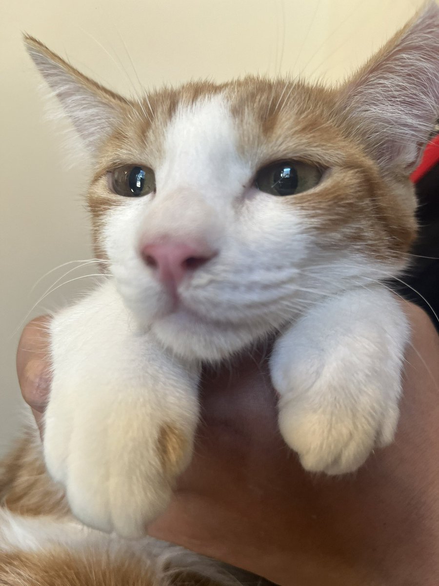 juso_sakuraneko's tweet photo. 拡散希望

兵庫県芦屋市
猫の譲渡会のお知らせ
11月24日（日）13時〜15時
芦屋市大原町4-13

猫の家族を探している方
是非お立ち寄りください✨

私も手塩にかけた保護猫と参加します✨

大変厚かましいお願いでごさいますが、多くの方のお目にとまりますよう拡散のお力添えをお願いいたします🙏 https://t.co/5W9VlQeOc9