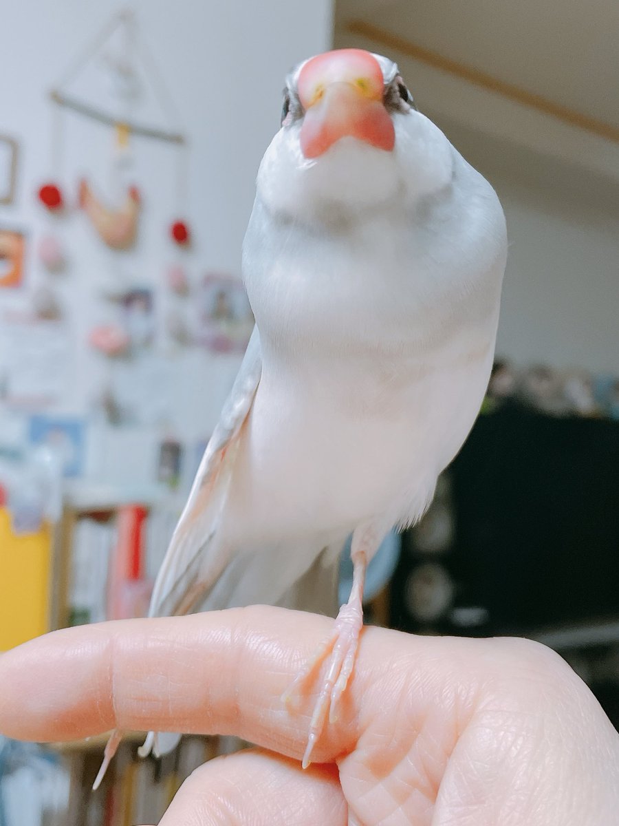 朝の、まーぶる🎵

おはようございまス.サー🌸

#buncho