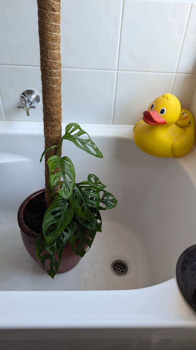 prostrider's tweet photo. My monstera is absolutely thrivingggg, photos a month apart https://t.co/Fq6dZO3qQP