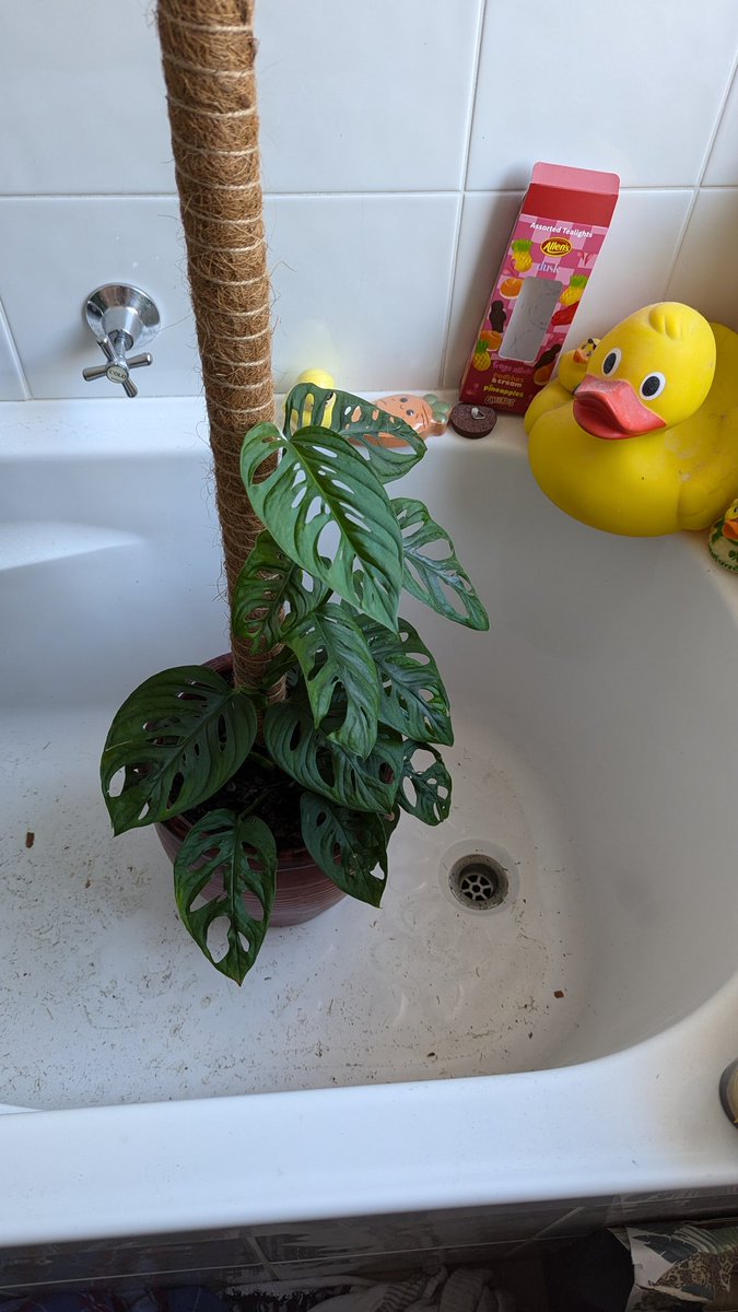 prostrider's tweet photo. My monstera is absolutely thrivingggg, photos a month apart https://t.co/Fq6dZO3qQP