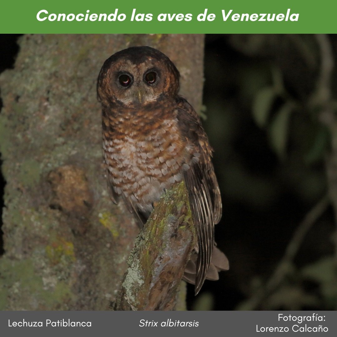 #ConociendolasavesdeVenezuela. En los bosques húmedos montanos de la Sierra de Perijá y los Andes se halla la #LechuzaPatiblanca #Strix_albitarsi. Es más fácilmente escuchada que vista. Foto #LorenzoCalcaño Ver más instagram.com/p/DCsPEHCOUiX/…