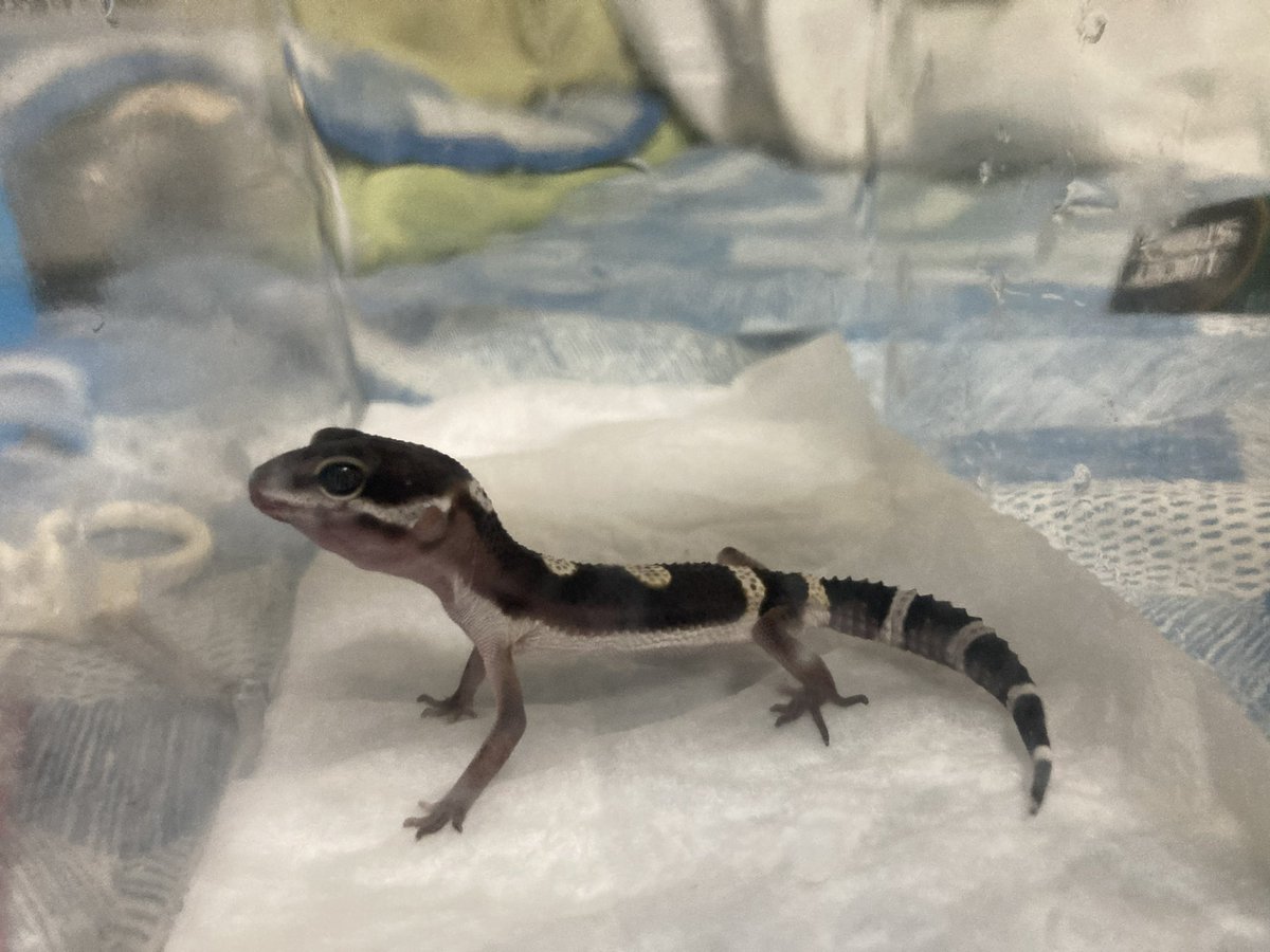 paruparumasu's tweet photo. 昔のクロちゃんの画像出てきた！
1枚目が2枚目になるんだからレオパの変化は凄いですね… https://t.co/Ra9cMg56tT